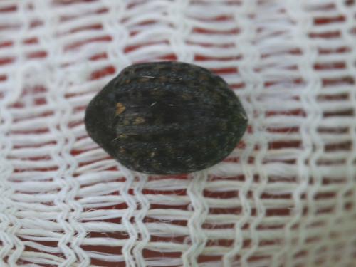 Réf. 52 727 : Cytilus sericeus