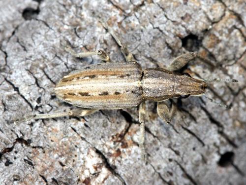 Réf. 52 221 : Charagmus intermedius