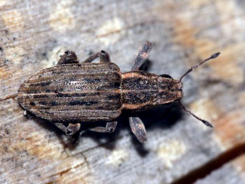Sitona puncticollis
