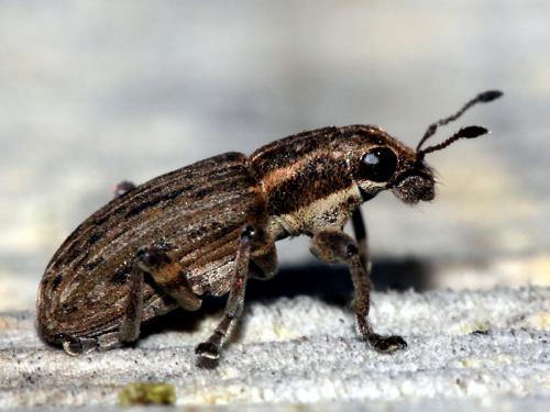 Sitona puncticollis