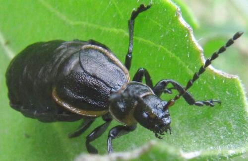 Arima marginata
