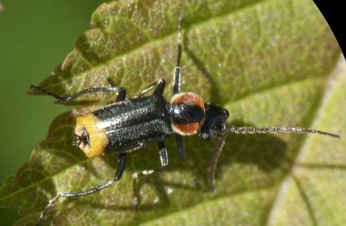 Axinotarsus pulicarius