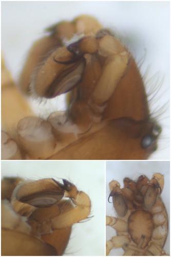 Réf. 52 992 : Clubiona comta