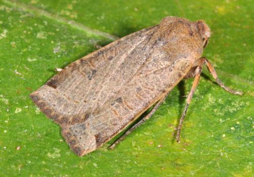 Réf. 52 063 : Conistra sp.