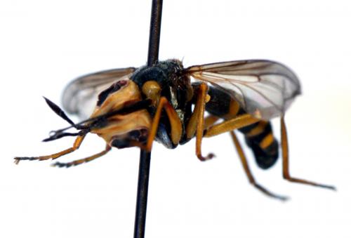 Conops scutellatus