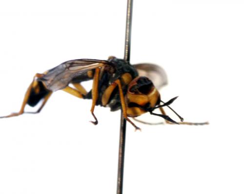 Réf. 52 069 : Conops scutellatus