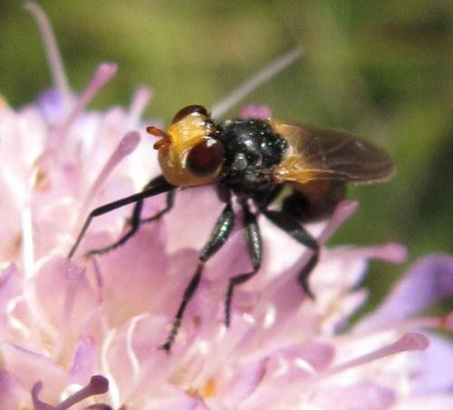 Melanosoma bicolor