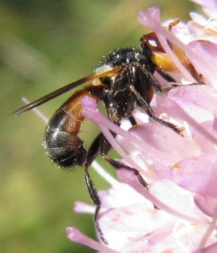 Melanosoma bicolor