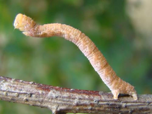 Cyclophora sp.