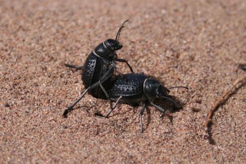 Pimelia sp.