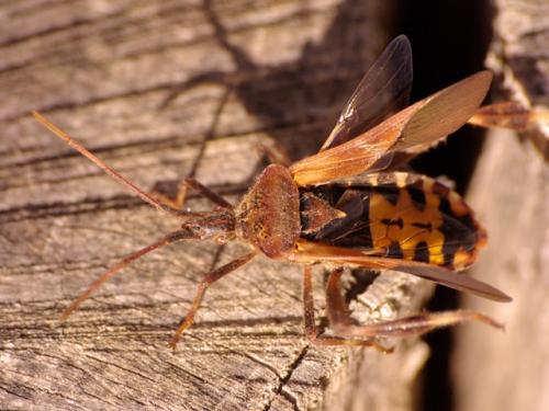 Leptoglossus occidentalis