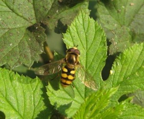 Eupeodes corollae