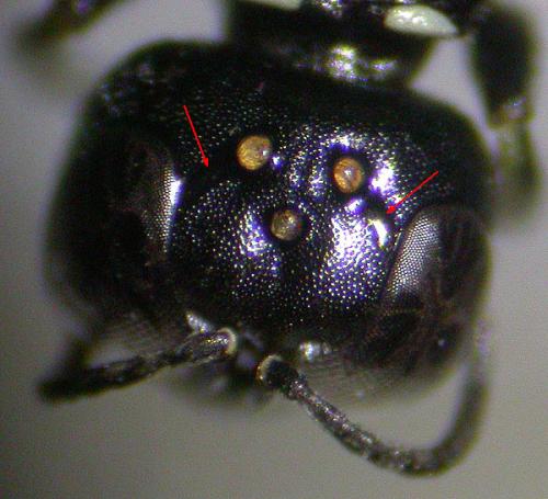 Crossocerus elongatulus