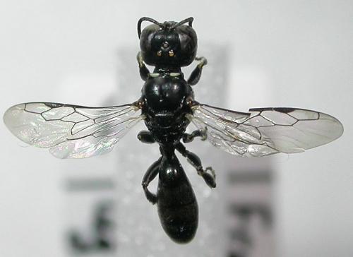 Crossocerus elongatulus