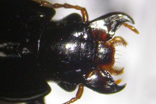 Harpalus atratus
