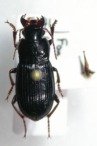 Harpalus atratus