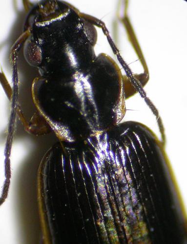 Réf. 52 908 : Badister sp.