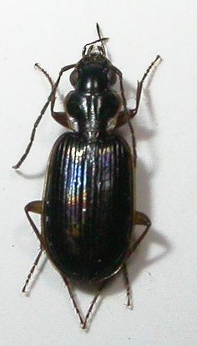 Réf. 52 905 : Badister sp.