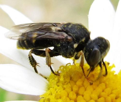 Oxybelus sp.