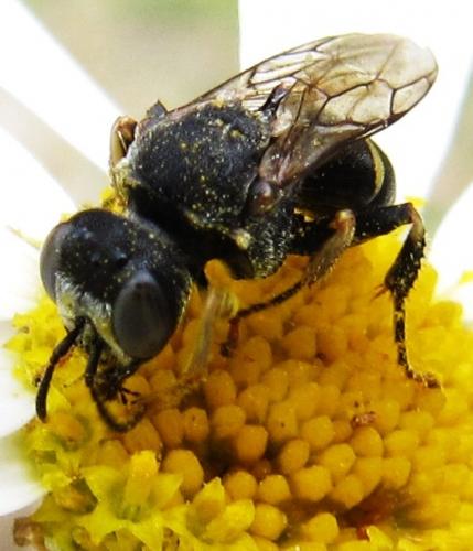 Oxybelus sp.