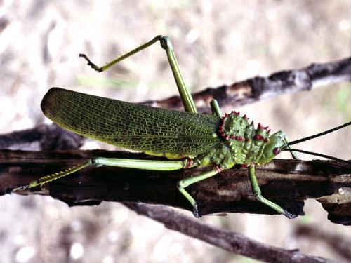 Phymateus cinctus