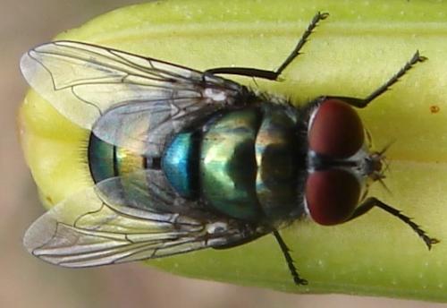 Réf. 52 659 : Chrysomya albiceps