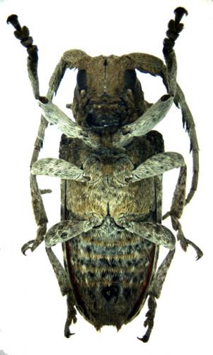 Réf. 52 768 : Crossotus plumicornis