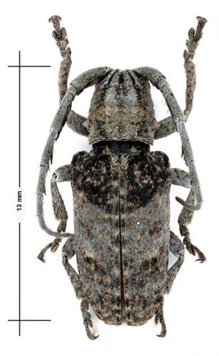 Réf. 52 751 : Crossotus plumicornis