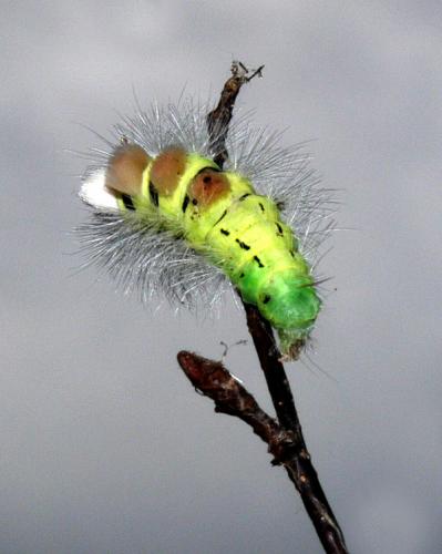 Calliteara pudibunda