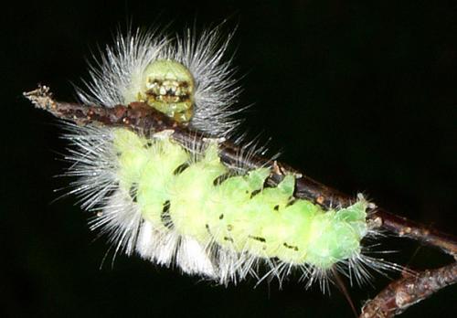 Calliteara pudibunda