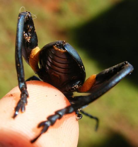 Sagra coeruleata