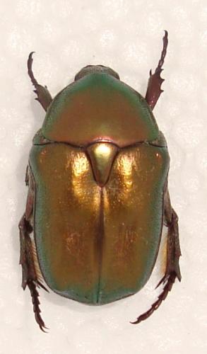 Réf. 52 417 : Potosia cuprea