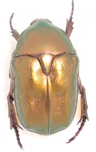 Réf. 52 418 : Potosia cuprea