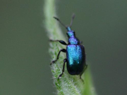 Réf. 52 719 : Lasiorhynchites sericeus