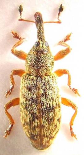 Réf. 52 185 : Dorytomus salicinus