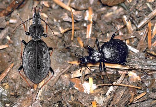 Réf. 52 075 : Cychrus attenuatus