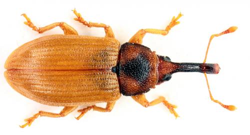 Derelomus chamaeropis