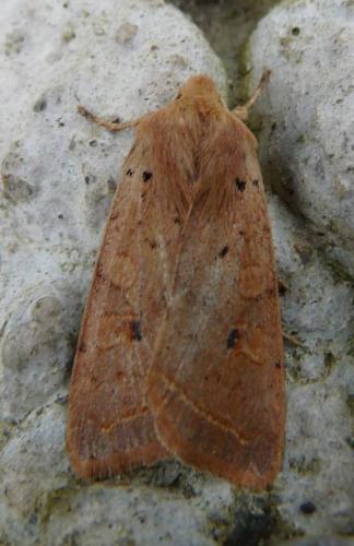 Réf. 52 423 : Agrochola macilenta