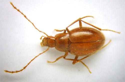 Réf. 52 691 : Diaprysius mazaurizi