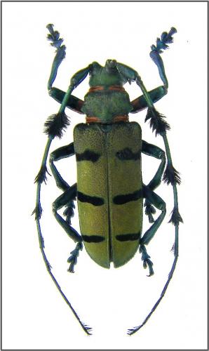 Thysia wallichii