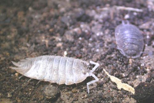 Porcellio dilatatus