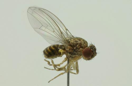 Drosophila hydei