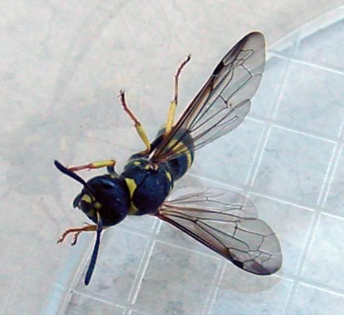 Réf. 52 811 : Ancistrocerus nigricornis
