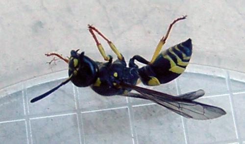 Ancistrocerus nigricornis