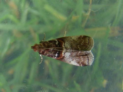 Réf. 52 023 : Acrobasis advenella