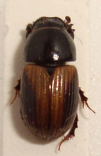 Réf. 52 487 : Aphodius foetidus