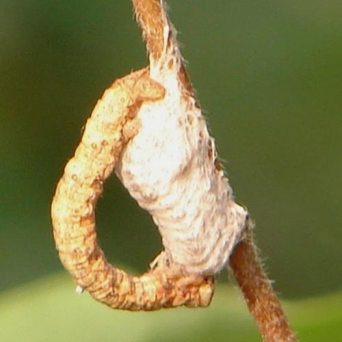 Réf. 52 739 : Microgastrinae inconnu