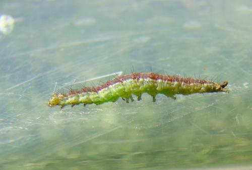 Réf. 52 025 : Ypsolopha dentella