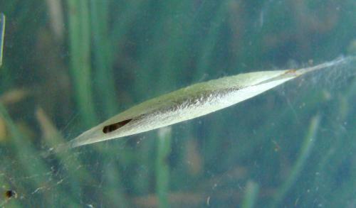 Ypsolopha dentella