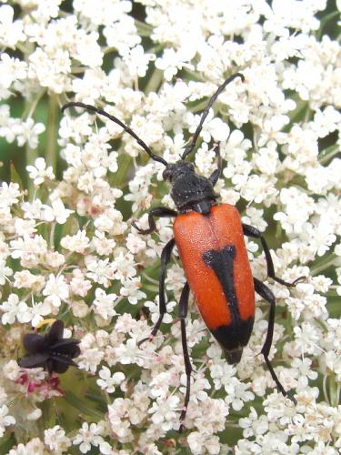 Stictoleptura cordigera